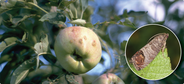 codling moth affected apples and moth