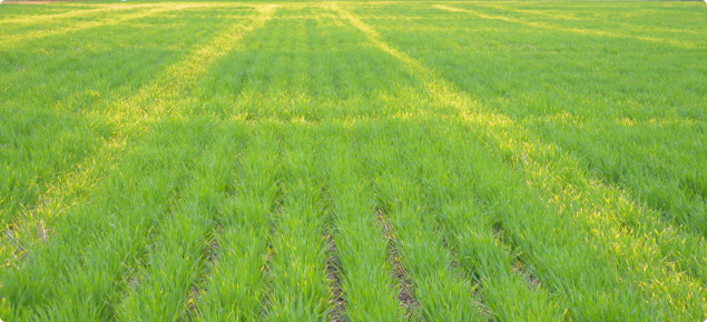crop yellowing from waterlogging in compact soil from cropping traffic in a wet year