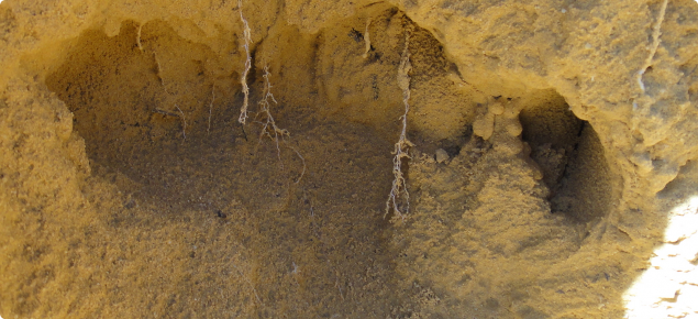 Roots restricted in compacted sand