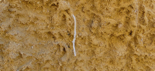 A wheat root thickened and distorted by growing through strong compacted sand