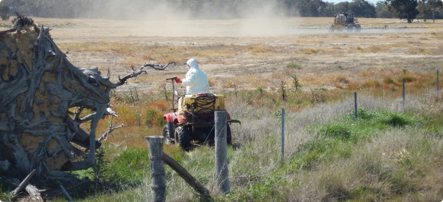 herbicide application to control three-horned bedstraw