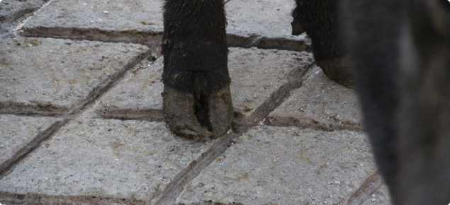 Close up of a cow's back feet with a bent-looking hoof