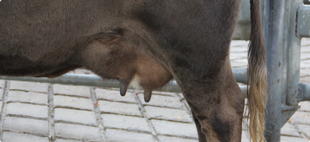 Close up of an udder on a beef cow