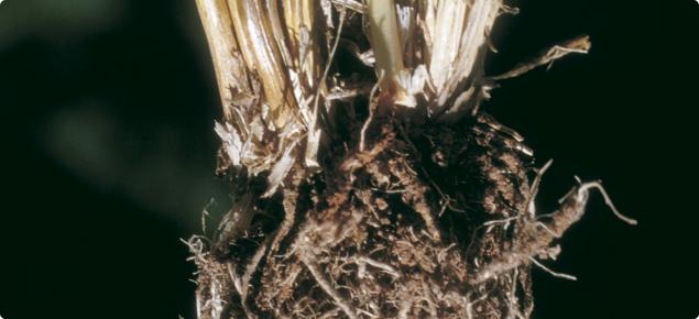 crown rot