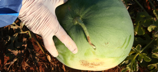 Outside of watermelon showing necrotic patches on the stalk