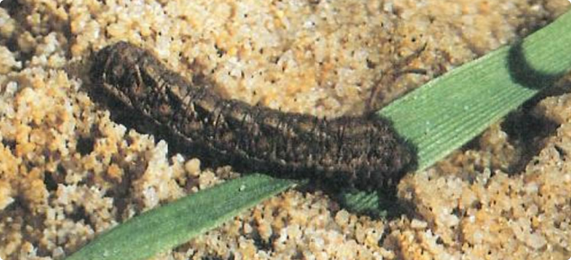 Cutworm larvae on a single thin leaf on a sandy background