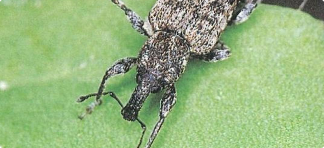 Close-up of a desiantha weevil adult on a leaf