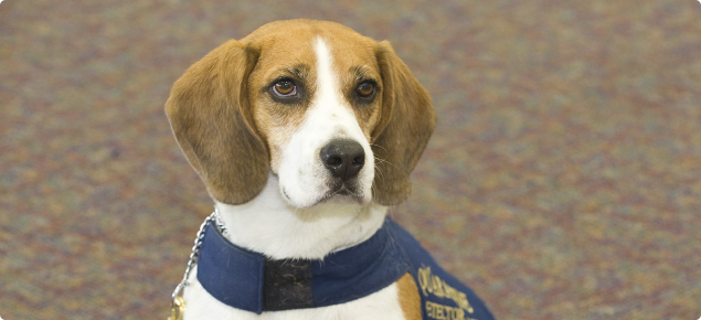 A beagle detector dog called Boston