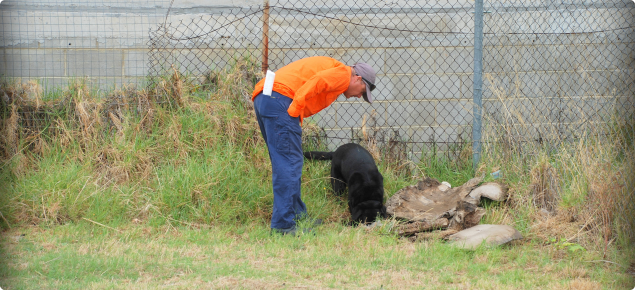 Browsing ant detector dog