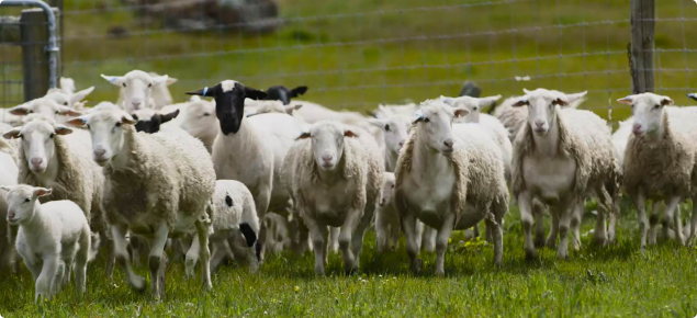 Dorper ewes and lambs