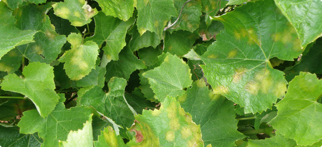 Grapevine showing multiple leaves infected with multiple downy mildew oilspots