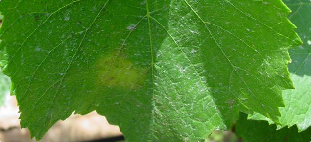 A single oilspot about the size of a 20 cent coin on a grapevine leaf