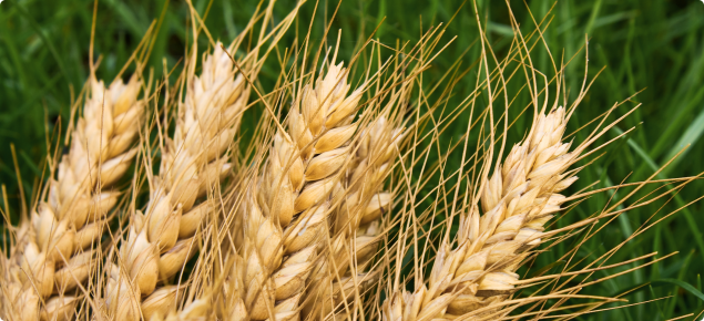 Wheat in paddock