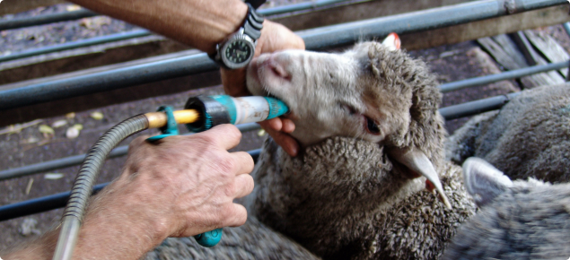 Drenching weaner Merino sheep with a drenching gun.