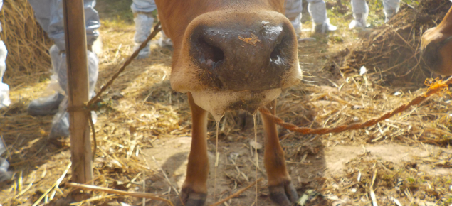 Drooling is a key sign of foot-and-mouth disease in cattle. Always call a vet if you see cattle drooling.
