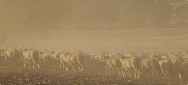 Sheep in a dry, dusty paddock