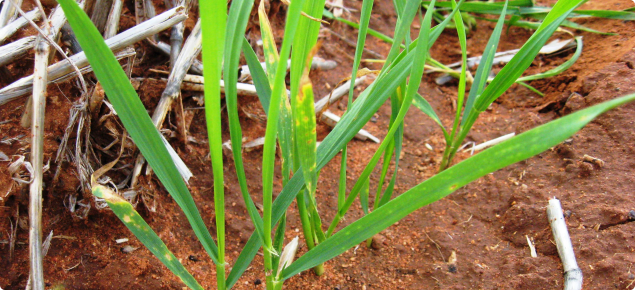 Young wheat leaves with yellow spot