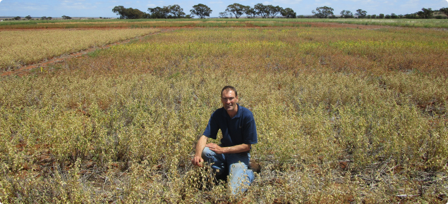 DPIRD Researcher Martin Harries inspecting plots desiccated at different times.