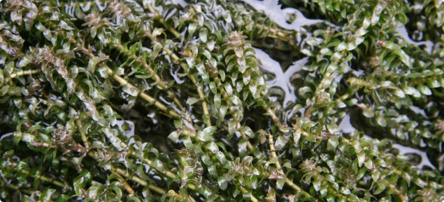 Canadian pond weed