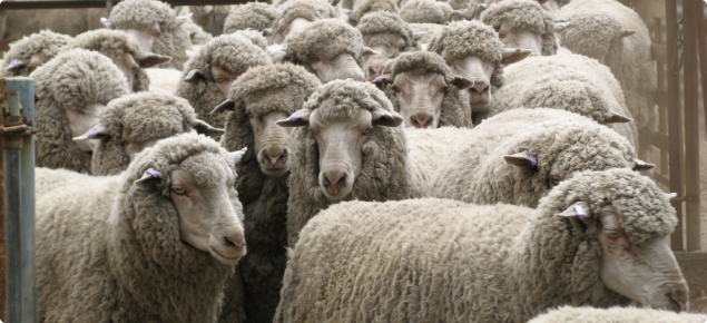 A mob of purple tag ewes coming into the sheep yards.