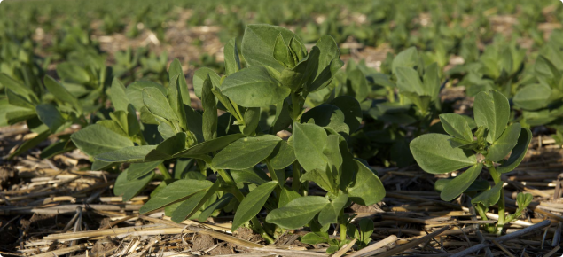 faba beans