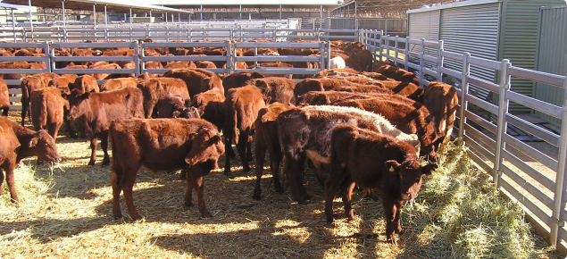 young cattle in a feed lot prior to transport