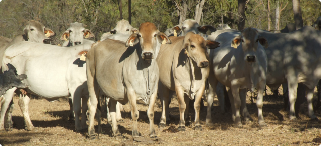 Fertility-selected Brahman herd on the Ord-Victoria plain.