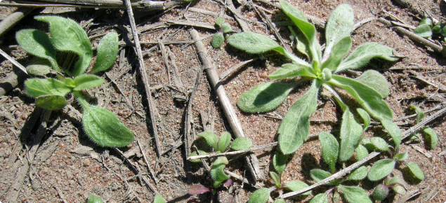 Fleabane seedlings