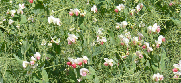 Flowering field pea crop