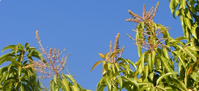 Mature Kensington Pride mango trees tend to have less biennial bearing.