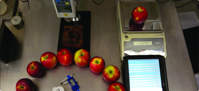 fruit measurements photo