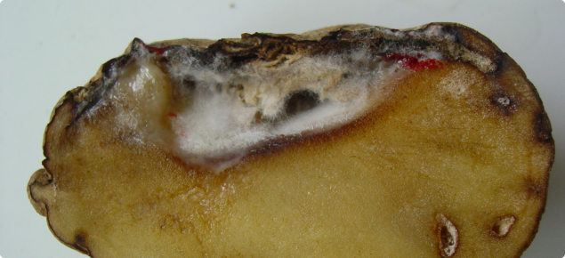 A potato tuber cut in half revealing fungal growth inside a cavity