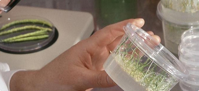 Genetically modified seedlings being examined in the laboratory. Growing on gel in a sealed container.