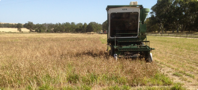 Small plot harvester harvesting a lupin crop sown over dormant subtropical perennial grasses.