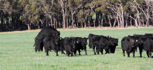 Angus heifers with angus bull serving one of the heifers