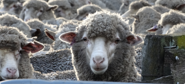 Hogget sheep in the yards.