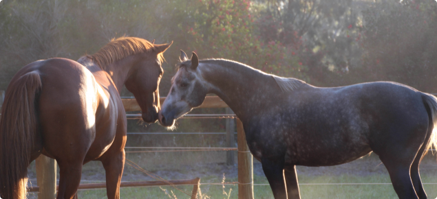 two horses