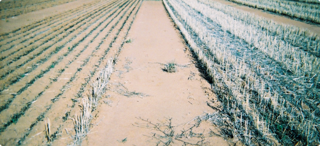 Burnt and standing stubble treatments adjacent to each other