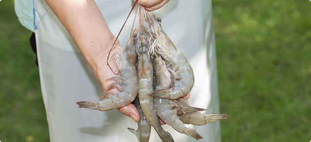 bunch of uncooked prawns held by chef