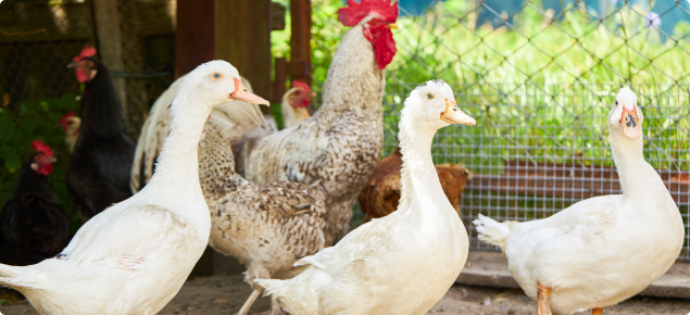 Rooster, ducks and chickens