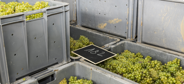 Grey crates with Chardonnay grapes at the pressoir in Hautvillers, France, in the Champagne region.