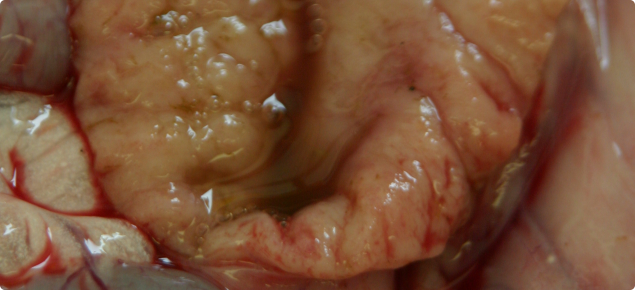 Section of intestine from a sheep infected with OJD, showing resulting thickening