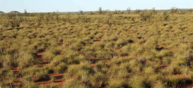 Photograph of soft spinifex in good condition