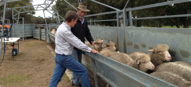 Inspecting sheep on farm.