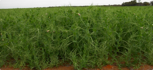 Kaspa field pea crop in the Mingenew area 2009