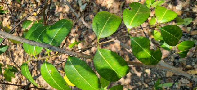 Leaves range from 6 to 10 cm long