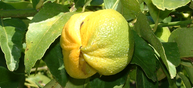 Lemon bud mite damage on a lemon fruit
