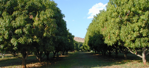 Organically managed mango plantation in the ORIA.