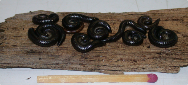 Portuguese millipedes on a pievce of bark compared to a match for size