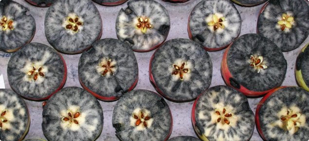 Starch conversion test